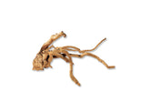 Ada 布蘭奇木 Branch Wood